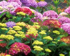 Tapeta Nature Flowers 627.jpg